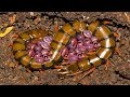 Mother Centipede Laying Eggs Beyond Father Centipede's Protection His Family