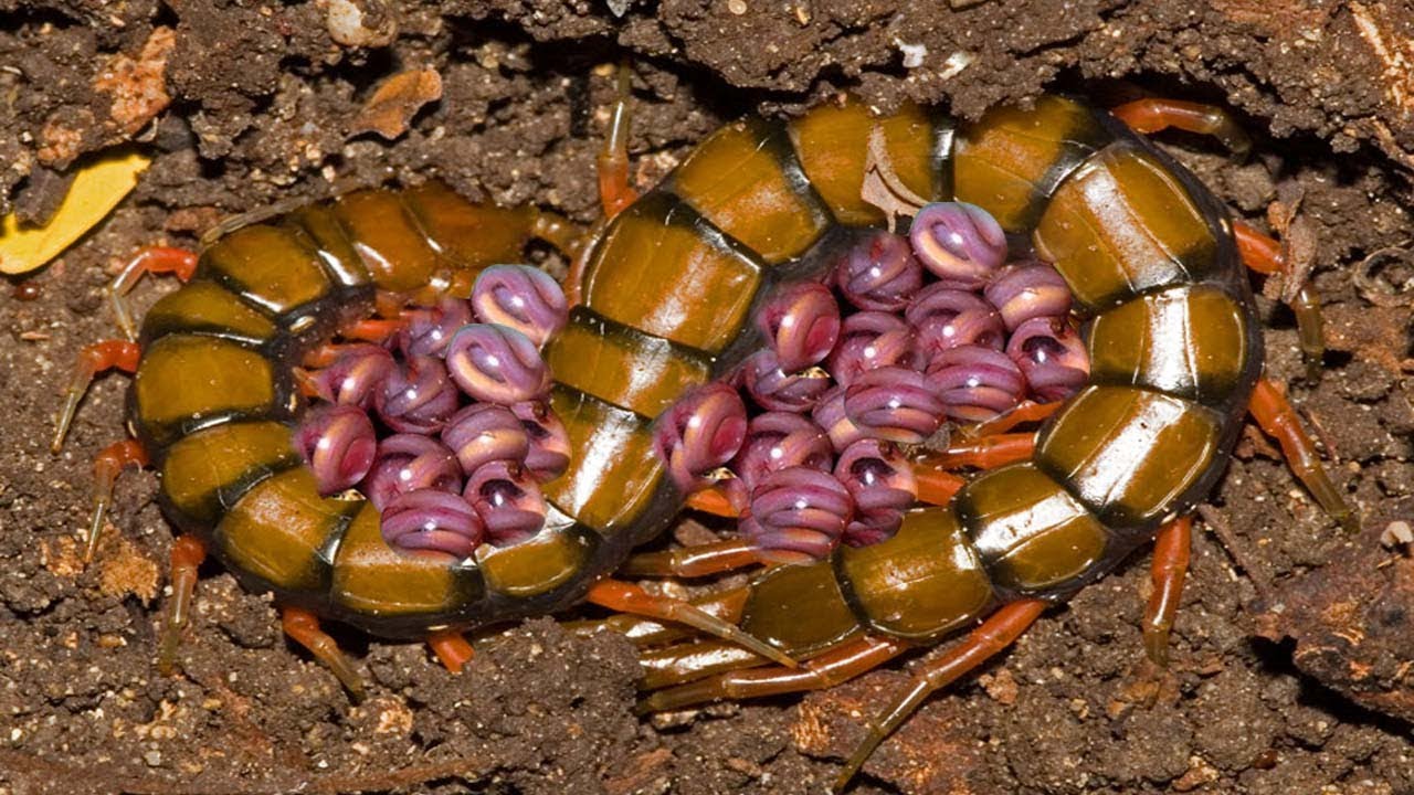 house centipede larva