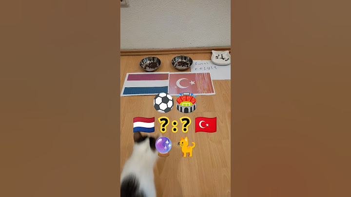🇳🇱 Netherlands vs Turkey 🇹🇷 cat Oracle predicts match result. UEFA Euro 2024