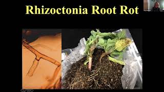 GrowON Webinar: Dr. Mary Hausbeck: Root rots: What you can't see can hurt you