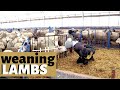 How & When We Wean Lambs  (ON OUR INDOOR SHEEP FARM): Vlog 178