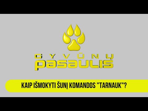 Video: Kaip pasimatauti šunį namuose