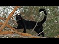 Luna the panther - an unusual lunch on a tree 🌲 