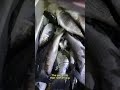 "Just Mullet" lie to FWC Officer