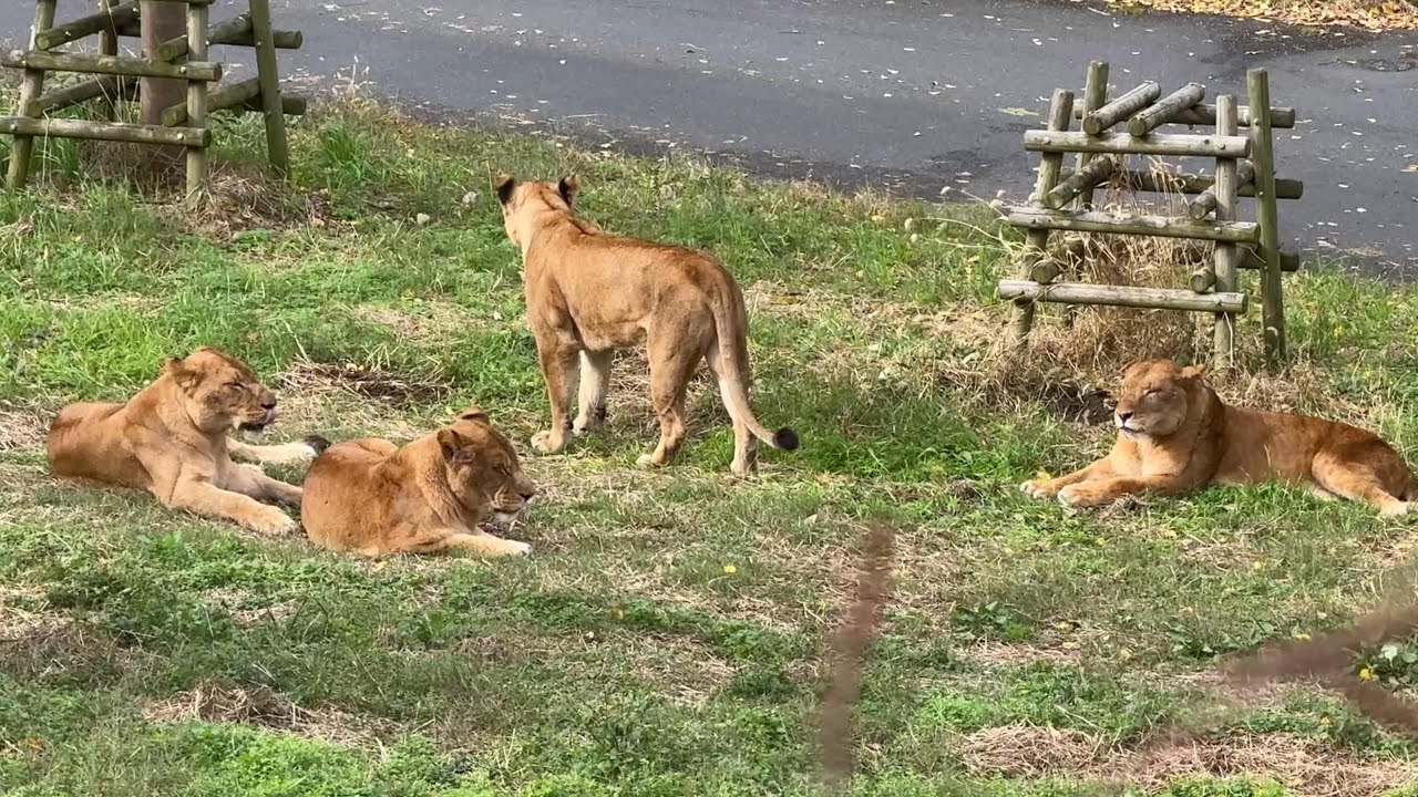 しばライオン 様 番外編 ライオンさんの様子をお届けします【番外編】【多摩動物