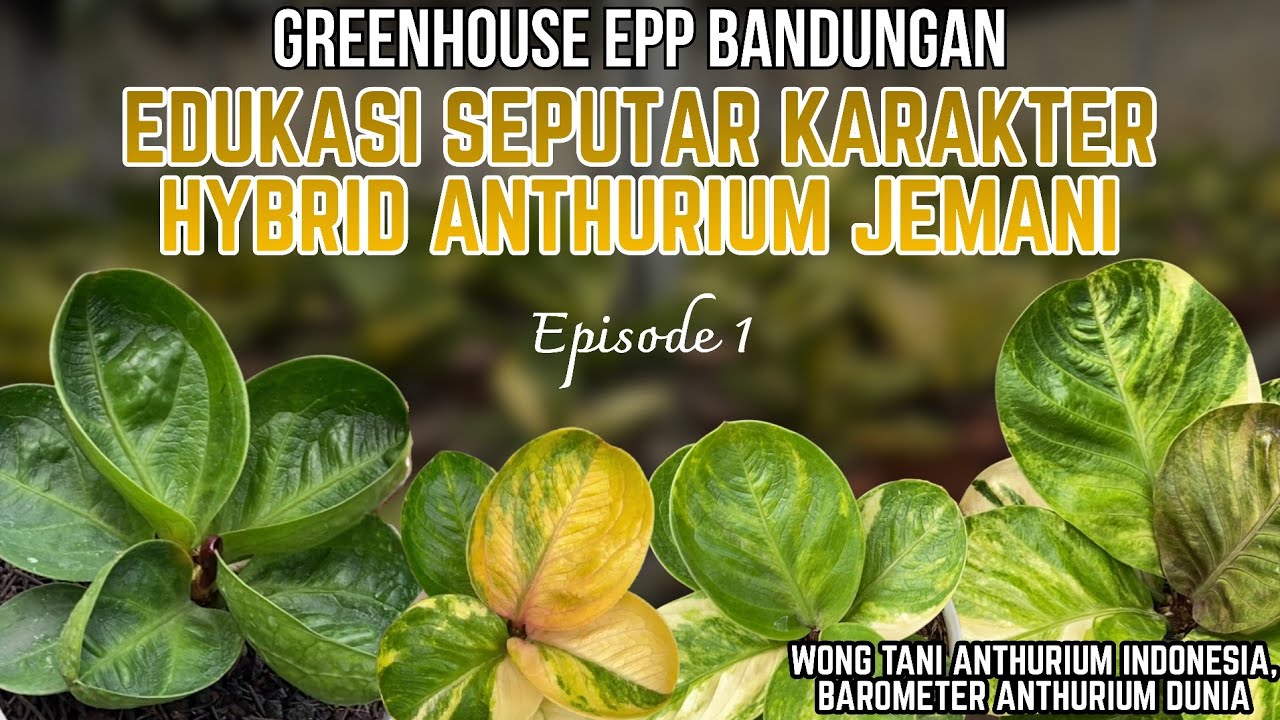 GREENHOUSE EPP BANDUNGAN | EDUCATION ABOUT HYBRID CHARACTER ANTHURIUM JEMANI #episode1