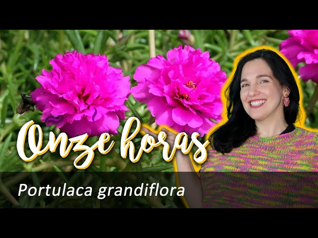 Onze-horas – Portulaca grandiflora - thptnganamst.edu.vn