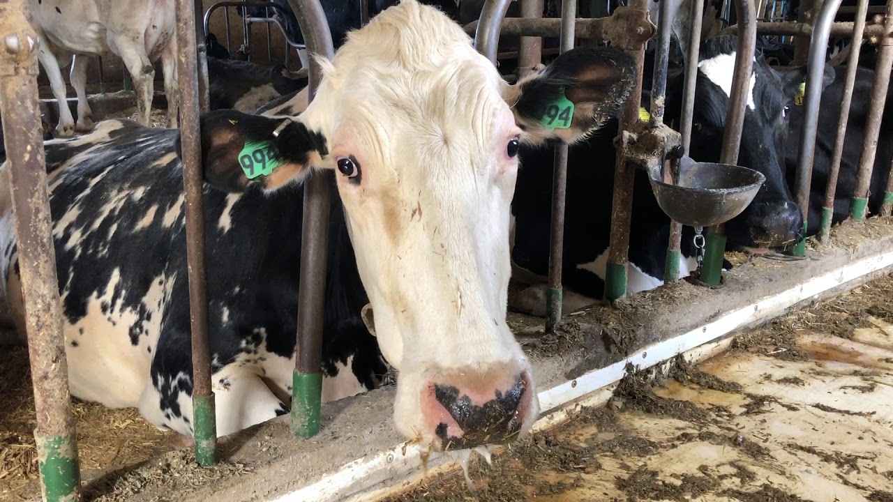 Cow That Laid an Egg Read Aloud - YouTube