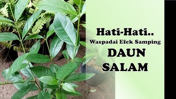 Hati Hati Waspadai Efek Samping Daun Salam.. Jika Berlebihan.