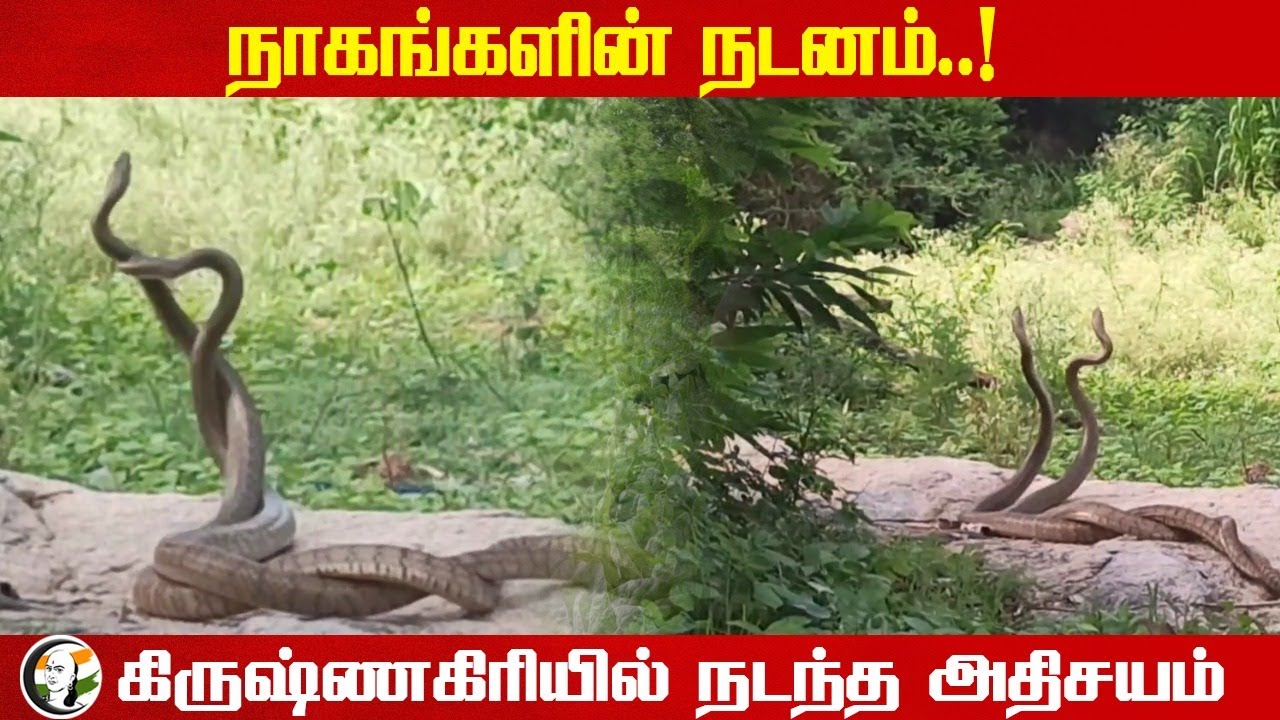 நாகங்களின் நடனம்..! கிருஷ்ணகிரியில் நடந்த அதிசயம் | Snake Dance at Krishnagiri