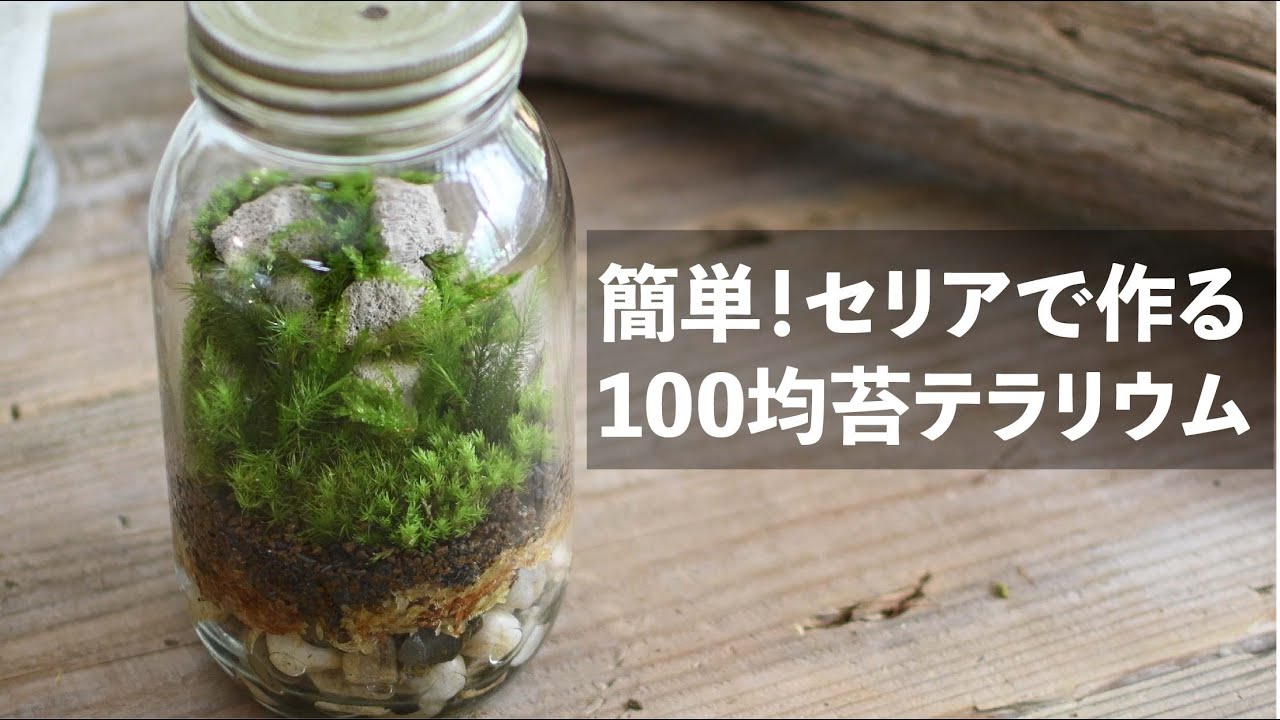 100均苔テラリウム 100均アイテムを使った苔テラリウムの作り方 Seriaセリア編 How To Make A Moss Terrarium 13 Youtube