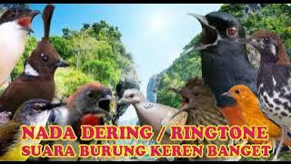 KICAUAN KECIAL KUNING NGEKER NADA DERING||RINGTONE SUARA BURUNG MERDU BANGET NADA DERING JERNIH