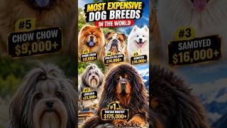 The Most Expensive Dog in the World Will Shock You 🌎🐕 #shorts #expensive