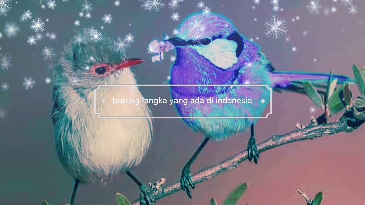 Macam - macam jenis burung yang ada di indonesia 