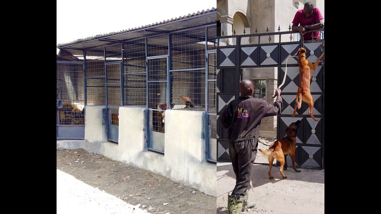 BELGIAN MALINOIS AND CAUCASIAN SHEPHERDS  BEST DOGS @ Shujaa K9 Masters