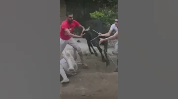 العجل هد المصطبه 
