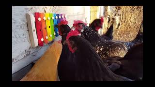 Empty Nest Chickens #shorts #Chickens #xylophone