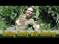 Getting Comfy with Comfrey | Harvesting and Uses with Yarrow Willard| Harmonic Arts