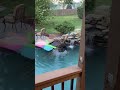 CAUGHT ON PORCH CAM: Beaver Makes Dam in My Neighbors Pool! #Shorts #Funny #Wildlife #WildAnimals