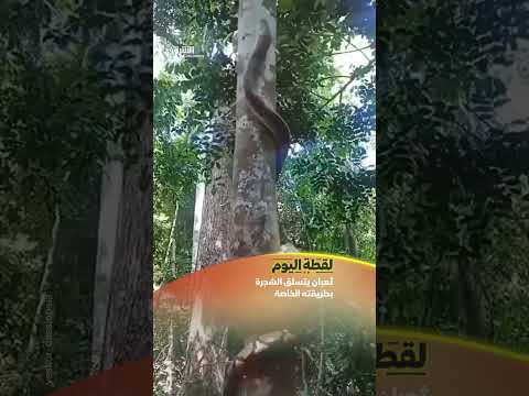 ثعبان يتسلق الشجرة بطريقته الخاصة