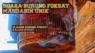 Download Lagu SUARA UNIK BURUNG POKSAY MANDARIN MP3