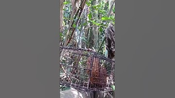 Bẫy sóc đất bằng lồng bẫy chuột thật hiệu quả #shorts