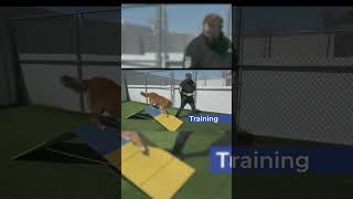 Pet Boarding & Daycare | Hiawatha, Iowa | Cedar Run