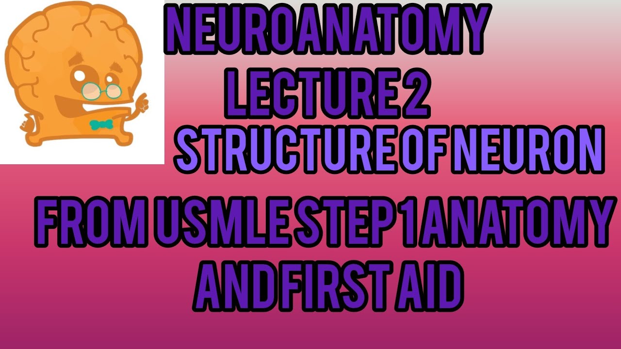 Neuroanatomy Lecture 2(Structure Of Neuron)For Fcps Part 1 - YouTube