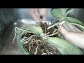 Как отделить детку орхидеи на пеньке материнского растения