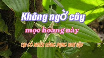Không ngờ cây mọc hoang này lại có nhiều công dụng như vậy