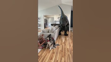 Thumbnail of Dinosaur Escaped In The House!! #shorts