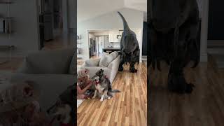 Dinosaur Escaped In The House!! #shorts screenshot 1