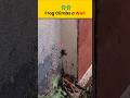 Frog Climbs a Wall 😱🐸....#ytshorts #viralshorts #wildlife #nature #frog #WallClimbing #climbing