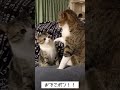 #Shorts 一撃必殺!おでこポン!! これ、最強。【猫奥義】