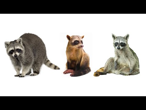 Video: Пигми кумурска жегич - Борбордук жана Түштүк Американын эки манжалуу уникалдуу тургуну
