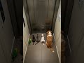 ينتظرون فتح الباب Cat النظافه Cute موسيقار Kitten الجيلي Funny المراه الظروف Cutecat ينتظرون فتح الباب Cat النظافه Cute موسيقار Kitten الجيلي Funny المراه الظروف Cutecat