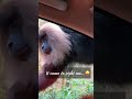 Valparai and the many lion tailed macaque ❤️ dream sighting #wildlifeshorts #shortsfeed #monkey