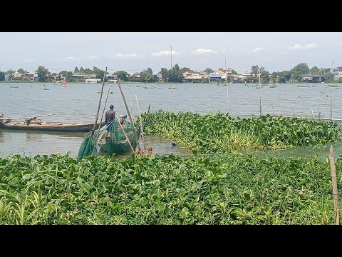 Nghề dỡ Chà cá  trên sông Hậu trúng như thế nào