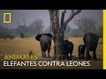 Una manada de elefantes carga contra unos leones. ¿Quién gana? | NATIONAL GEOGRAPHIC ESPAÑA