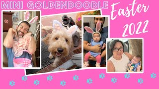 Family Easter 2022 Vlog with our Mini Goldendoodle Luna by Jennifer Volek 260 views 2 years ago 8 minutes, 5 seconds