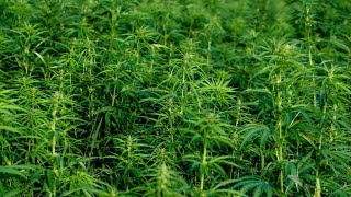 'Americans are choosing more cannabis’: Green Thumb Industries CEO