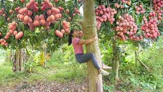 Harvesting Lychee Fruit Chicken Eggs Fruit Go To Market Sell Phương - Free Bushcraft