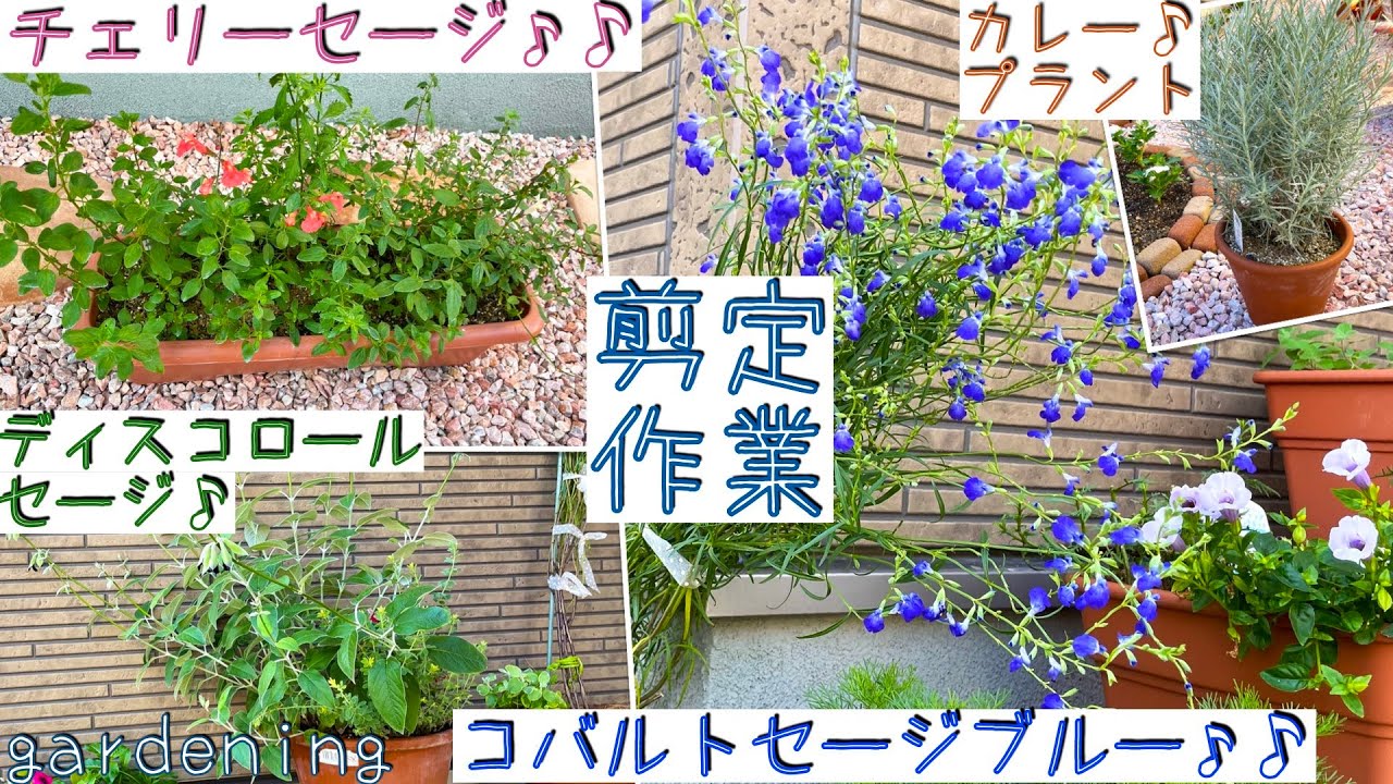 チェリーセージ 冬備えセージ達を剪定 夏花お別れ前 ビオラの花摘み Youtube