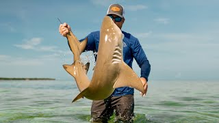 Wade Fishing for SHARKS