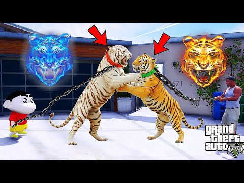 Franklin Bengal Tiger Vs Shinchan White tiger in GTA 5 