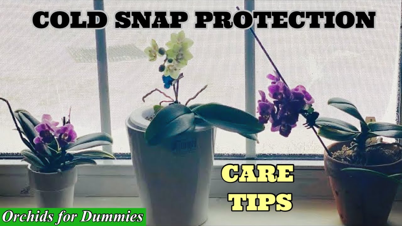 Orchid Care For Beginners | Growing Orchids In Cold Environments 