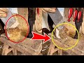 An experienced craftsman repairs a donkey's hoof in a smooth and proficient way as if cutting