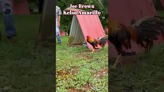 Joe Brown Kelso Amarillos