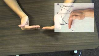 Musculoskeletal Exam
