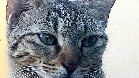 Watch the video about Purebred Siamese cats🐱🎅🤩